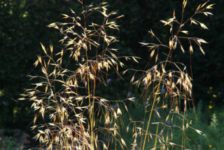 Stipa giganteaVedergras bestellen